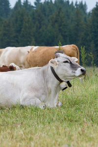 在山上放牧的奶牛