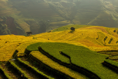 稻田上的梯田的越南