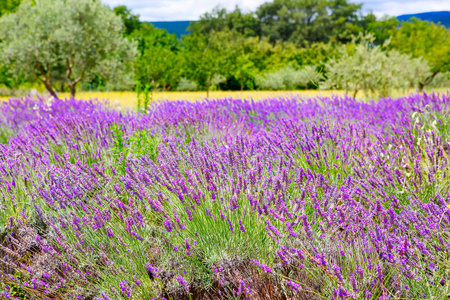 在普罗旺斯，法国的 valensole 附近的薰衣草田