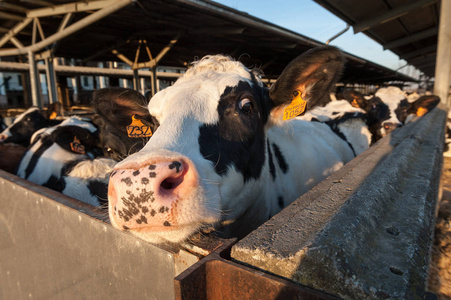 国内的奶牛在谷仓里