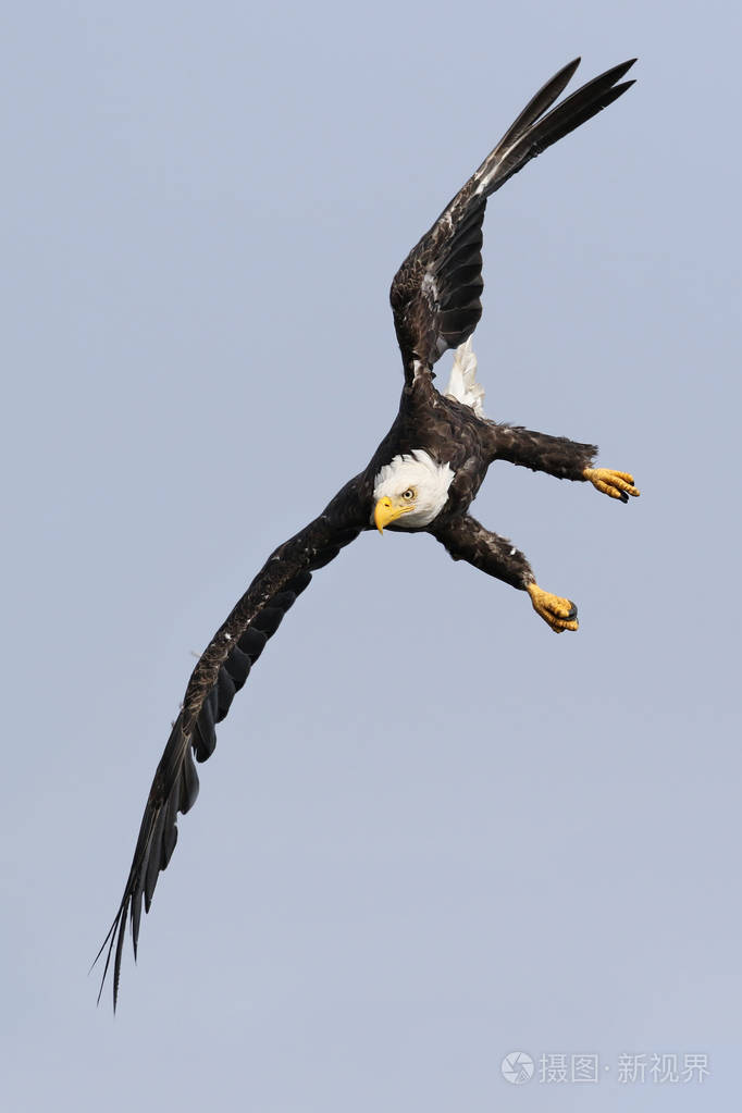 野生北美秃头鹰白头在飞行中加拿大不列颠哥伦比亚省温哥华岛海岸线