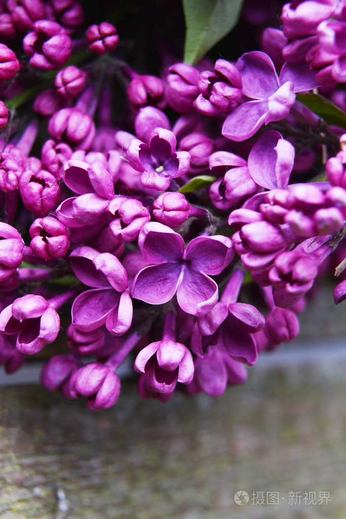 紫罗兰色的淡紫色花