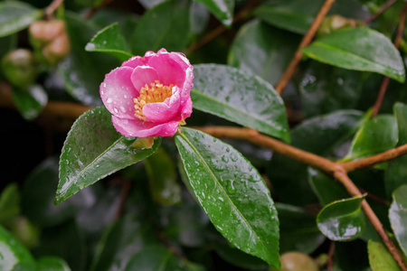山茶花瓣图片 山茶花瓣素材 山茶花瓣插画 摄图新视界 山茶花瓣图片 山茶花瓣素材 山茶花瓣插画 摄图新视界