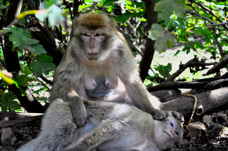 老母猴在树荫下休息照片