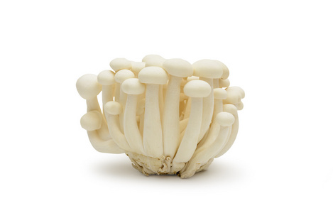 白色背景上的白色姬菇蘑菇图片