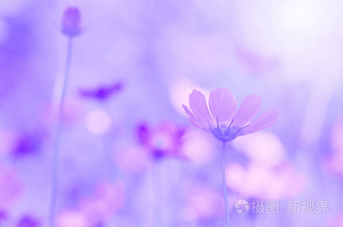 娇嫩的花朵的美丽背景上淡紫色.选择性的焦点