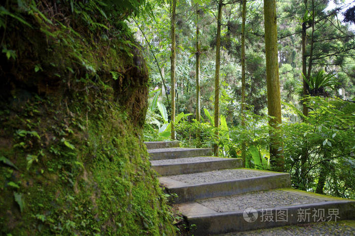 在美丽的绿色森林楼梯