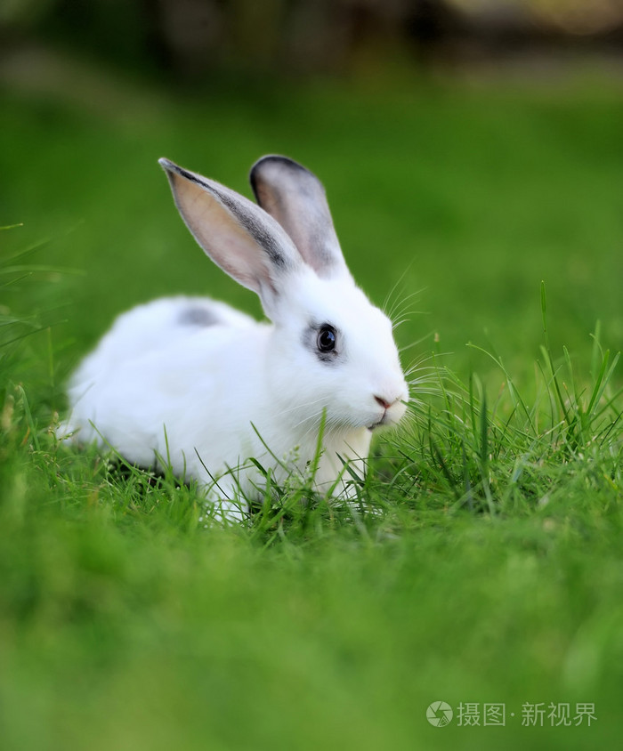 在草丛中的小兔子