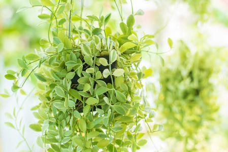 挂装点绿色的常春藤植物在花园里照片