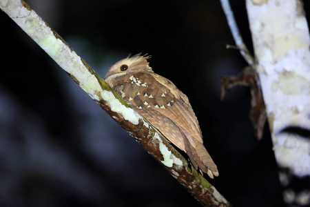 大蛙嘴夜鹰 Batrachostomus auritus 在马来西亚婆罗洲，沙巴，精选