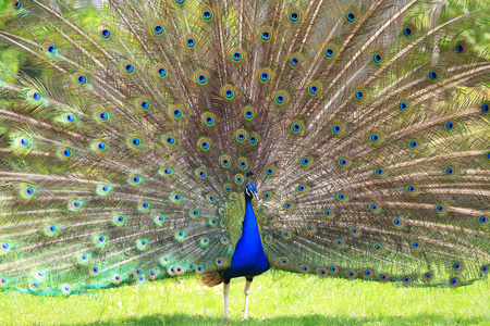 孔雀的尾巴图片