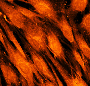 真正的荧光微观角度的人体皮肤细胞
