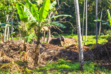 背景下的美丽的热带性质，斯里兰卡大象