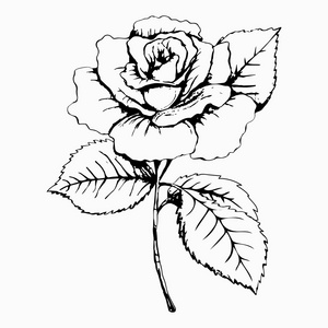 玫瑰基地花玫瑰素描画. 手绘. 白色花蕾花瓣照片