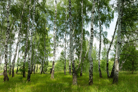 正宗美丽的夏季景观桦树林在俄罗斯在一个明确的阳光明媚的禁止