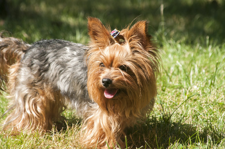 女性约克夏犬