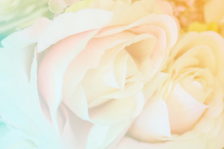 软焦点的玫瑰花朵上甜甜的颜色