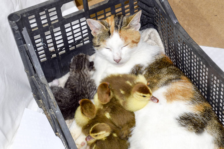 猫养小鸭妈妈。猫在篮子与猫和接受麝香鸭子小鸭