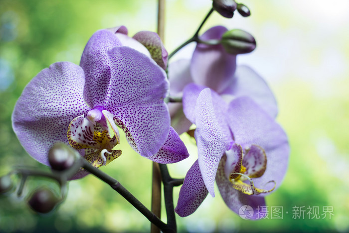 条纹的兰花花 美丽的兰花花 兰花 紫色 美丽的紫色兰花花树用日落的语气 多姿多彩的绿色夏天背景照片 正版商用图片0e23x0 摄图新视界