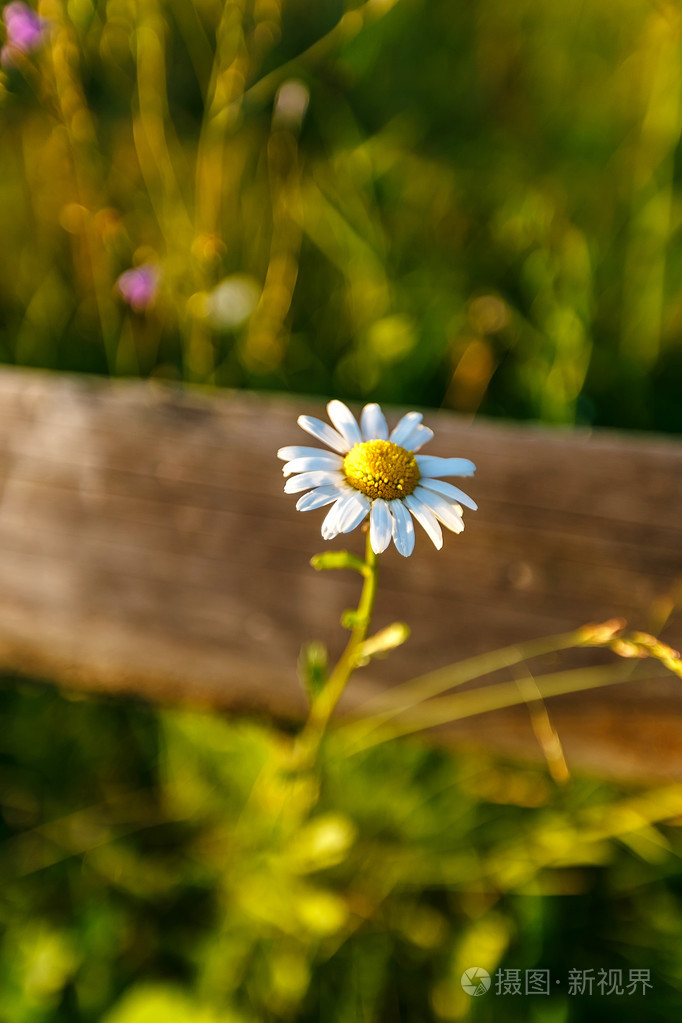 在阳光明媚的日子里野生洋甘菊花穿过木栅栏浅层景深
