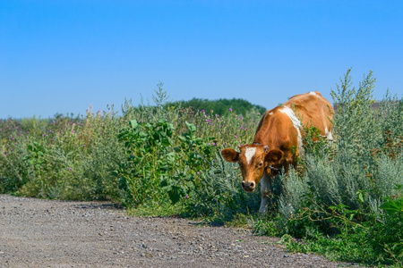 一头牛在路上