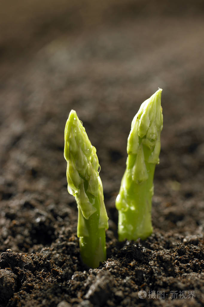 绿芦笋种植在字段中