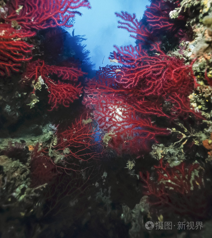 意大利 地中海 红色柳珊瑚 Paramuricea Clavata 电影扫描照片 正版商用图片0e270g 摄图新视界