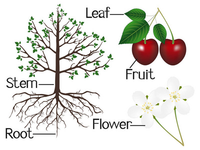 下图显示樱桃植物的一部分