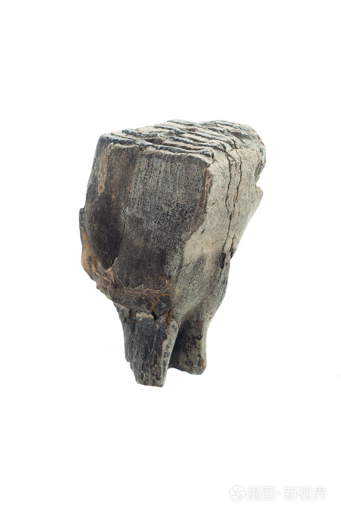 一只猛犸象的牙齿