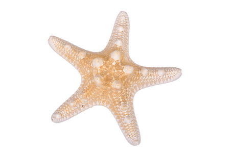 海星光在白色背景上的光棕色海星照片