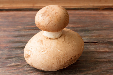 草甸蘑菇菇木背景图片