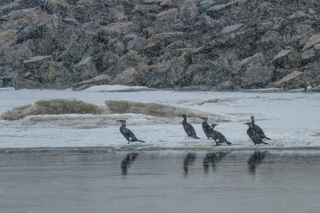 Phalacrocorax Carbo