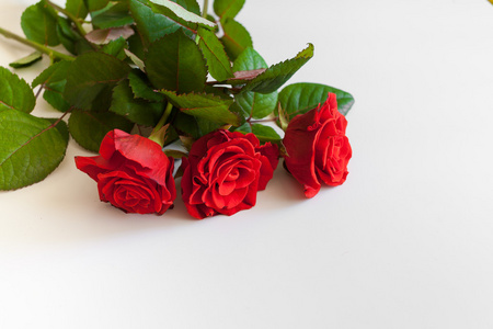 美丽的红玫瑰在白色背景上图片