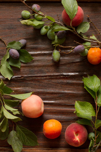 李子桃和杏木背景上的一枝