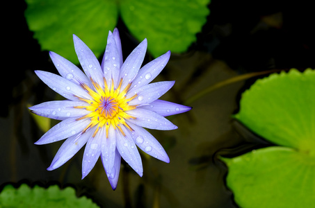 池塘上的蓝色莲花