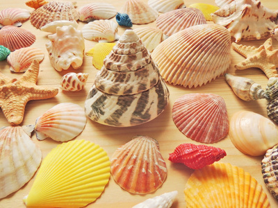 海洋动物之贝壳图片