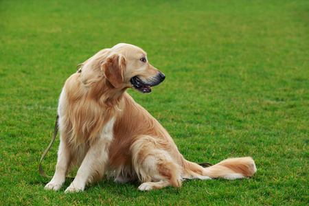 黄金犬图片大全大图图片