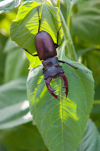 锹虫,lucanus 鹿, 特写上绿色叶子照片