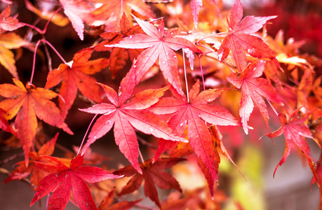 在天然环境中明亮秋天的树叶