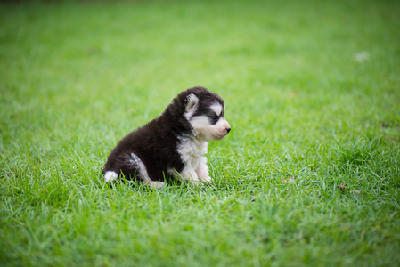 可爱的哈士奇狗在草地上