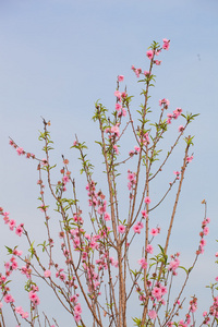 春季樱花盛开, 是亚洲新年的信号。美丽的花朵, 自然的背景, 柔软的焦点