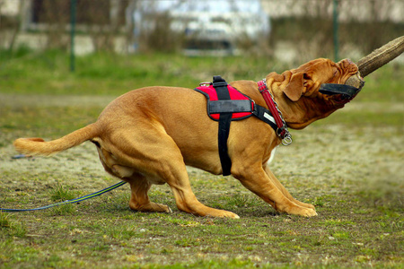 dogue de 波尔多法国藏獒