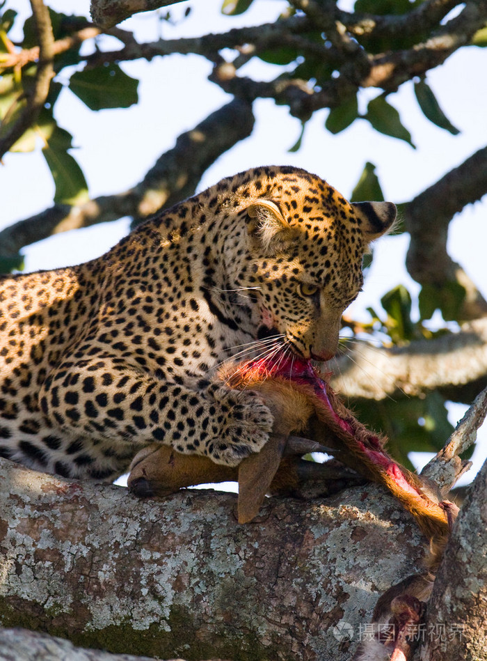豹子吃死兽的肉