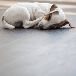 睡觉热小狗趴在地板上睡觉照片