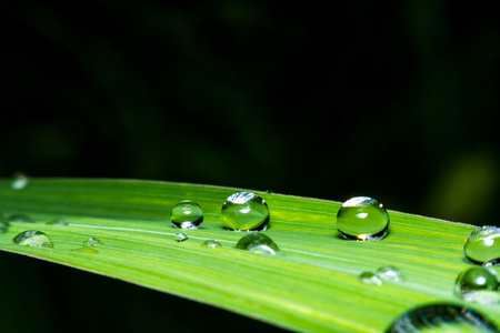 清新绿叶与水滴,超级宏照片