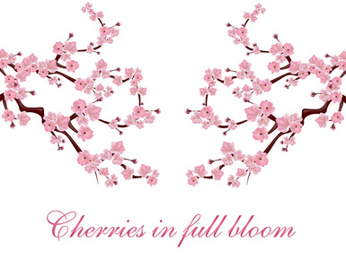 枝具粉红色的花朵。樱花位于两侧。题字。白色背景上的孤立。插图