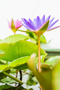 蓝莲 lotus