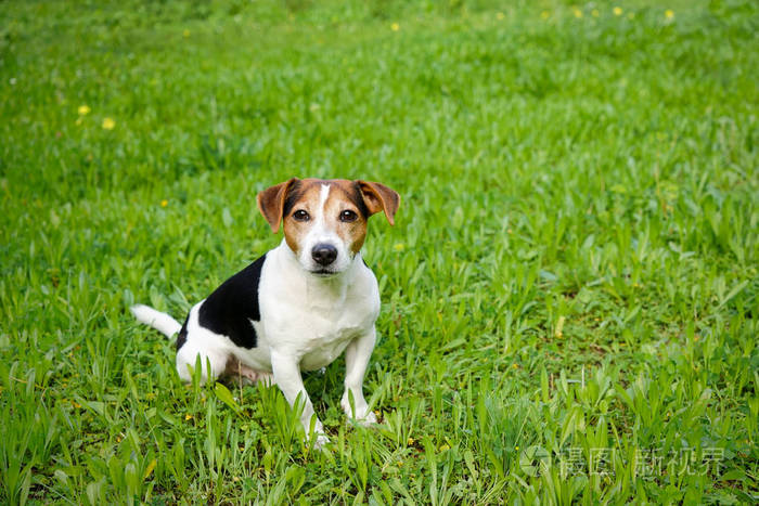 可爱的小狗坐在绿色的草地上