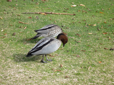 在澳大利亚公园鸭