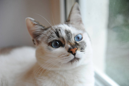 白色可爱蓬松蓝眼睛猫咪的大肖像。在后台窗口
